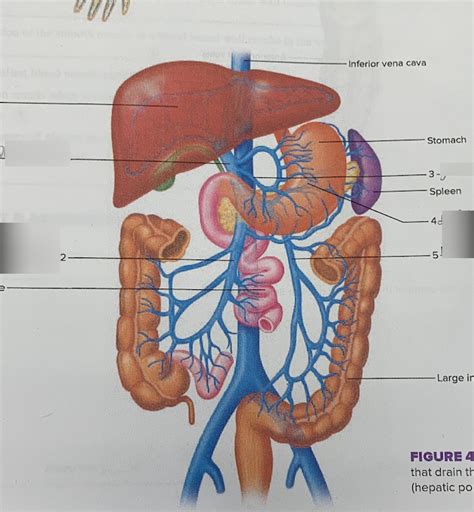 40.12 veins that drain the abdominal viscera Diagram | Quizlet