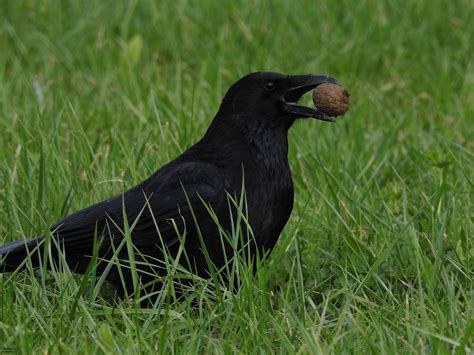 Corneille noire - Carrion crow - Corvus corone by Thomas Humbert #animals #bird #blackbird # ...