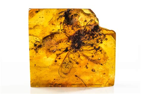 Pollen Extracted From Flower Encased in Amber 40 Million Years Ago - Newsweek