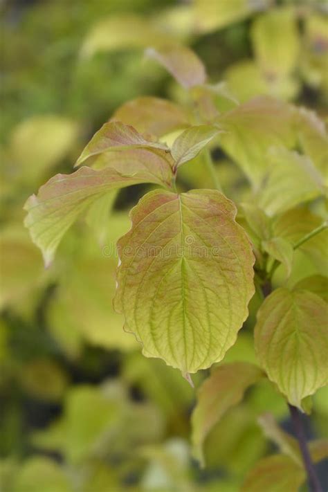 Flowering Dogwood stock photo. Image of leaf, cornel - 207742188