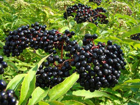 Elderberry - Supplement, Tea, Extract, Uses & Nutritional Facts