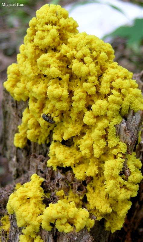 Fuligo septica (dog vomit slime mold) at Midwestnaturalist.Com