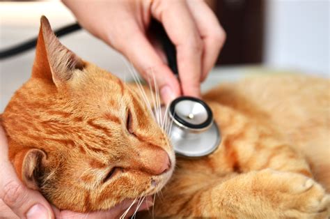 Lungworm in Cats | Pet Insurance Review