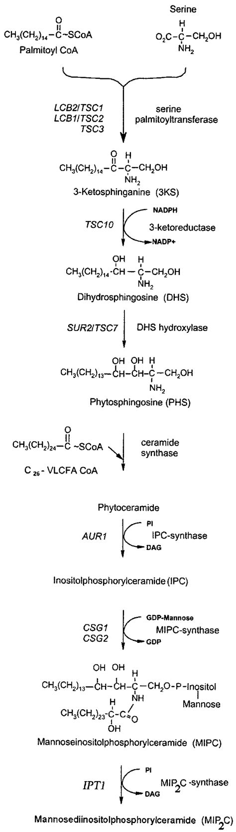 The sphingolipid synthesis pathway in yeast. Serine... | Download Scientific Diagram