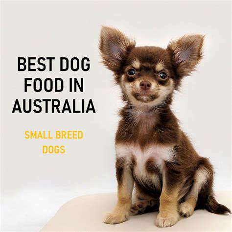 Best Dog Food Australia (2021 Buyer's Guide)