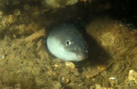 Common eel - Anguilla anguilla - (Linnaeus, 1758)