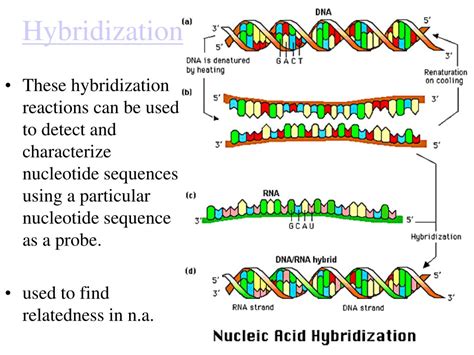 PPT - DNA Technology a Dr. Production PowerPoint Presentation, free download - ID:695664