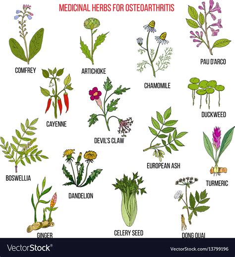 Best medicinal herbs for osteoarthritis Royalty Free Vector