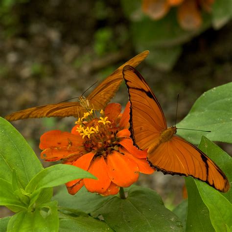 Butterflies | Butterflies at the Butterfly habitat in the Fr… | Flickr