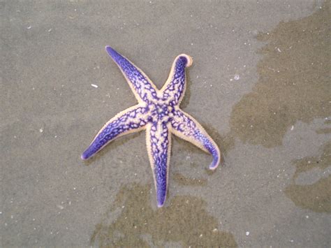 File:Seastar Purple.jpg - Wikimedia Commons