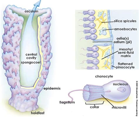 Porifera - Skeletal System