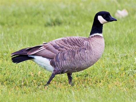 Cackling Goose - eBird