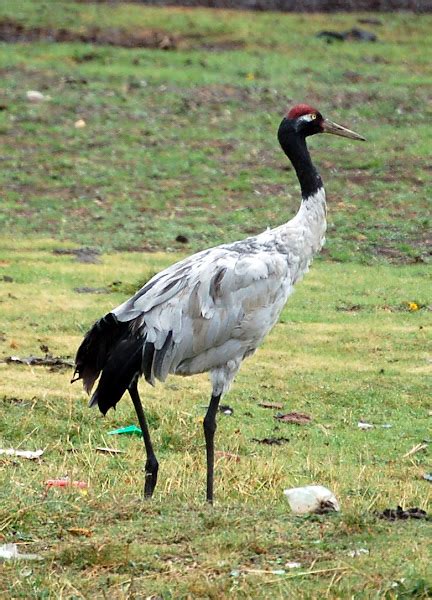 Black necked crane | Project Noah