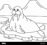 Walrus Coloring Page For Kids Stock Vector Image & Art  Alamy sketch template