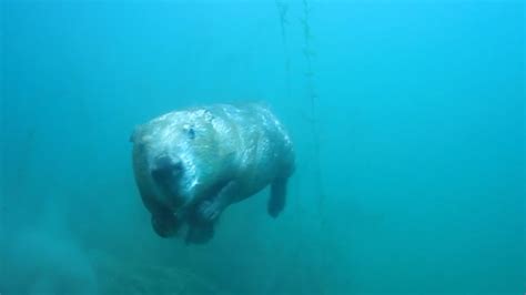 How does a beaver see when it swims underwater? - NWF | Ranger Rick