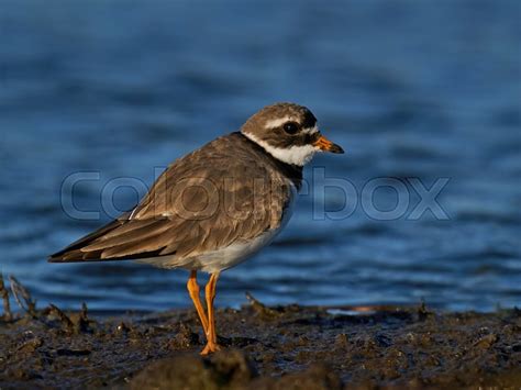 Common ringed plover in its natural ... | Stock image | Colourbox