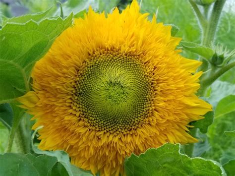 Sunflower 'Teddy Bear' Seeds (Certified Organic) | Garden Hoard – Certified Organic Heirloom ...