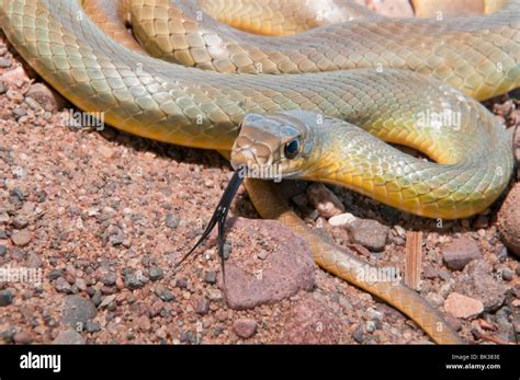 Western yellow-bellied racer, Coluber constrictor mormon, native to USA ...