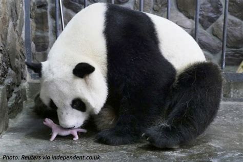 The Teeniest Giant - Bedtime Math | Panda, Panda facts, Panda weight