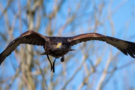 Bird "Steppe Eagle" Flying Against the Cloudless Sky with Wings Spread ...