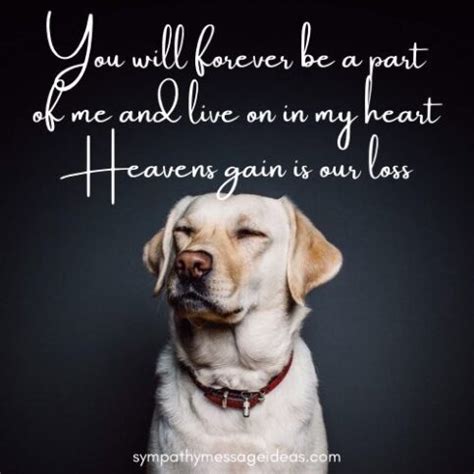 57 Loss of Dog Quotes & Images: Comforting Ways to Remember your Pal ...