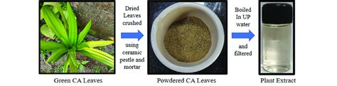 Plant extract preparation from CA leaves. | Download Scientific Diagram