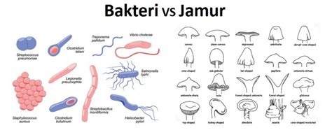 Perbedaan Bakteri Dan Jamur - Homecare24