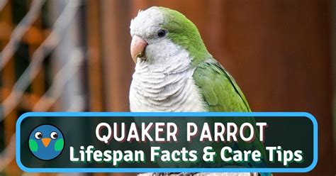 Quaker Parrot Lifespan: Top Facts & Care Tips