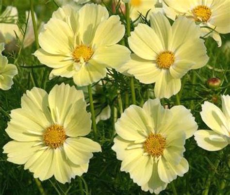 Cosmos Yellow Seeds - Cosmos Bipinnatus