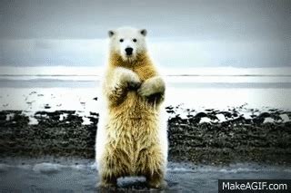 Dancing Polar Bear on Make a GIF