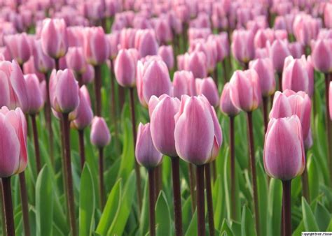 Lavender Tulips Keukenhof...: Photo by Photographer Brent Snow | Tulips, Spring flowers, Lavender