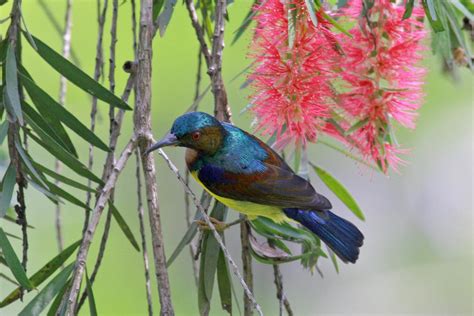 Brown-throated sunbird (Anthreptes malacensis)