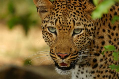 The Animal Encyclopedia: Leopard - Panthera Pardus