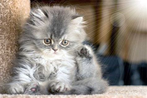 a small gray kitten sitting on top of a carpeted floor next to a scratching post