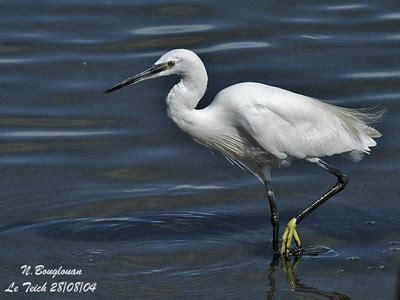 Little Egret Breeding Plumage