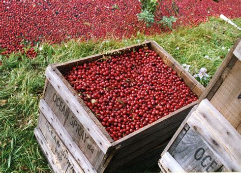 cranberry-boxes | Cranberry harvest on Cape Cod | Maureen Reilly | Flickr