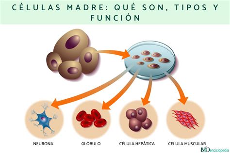 Células madre: qué son, tipos y función - Resumen