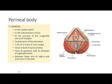 PERINEAL BODY: ANATOMY - YouTube