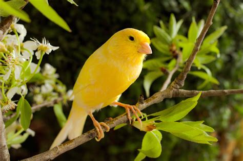 Gorgeous Yellow Canary Available Now at thefinchfarm.com | Canary birds, Bird species, Pet birds