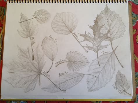 Pile Of Leaves Drawing at GetDrawings | Free download