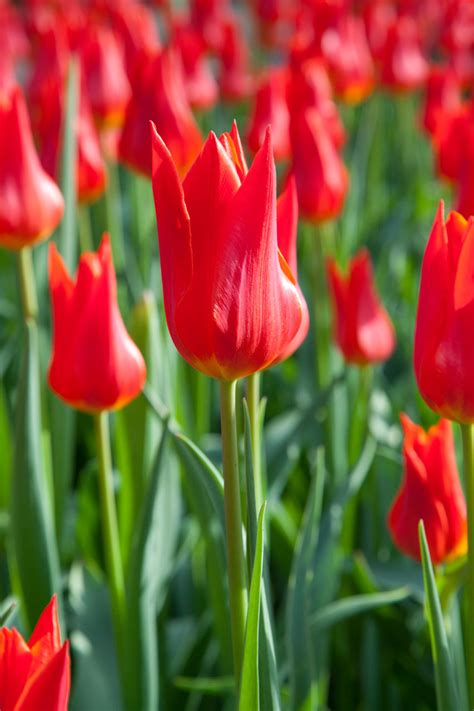 Red Tulip Free Stock Photo - Public Domain Pictures