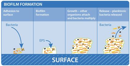 Biofilm - DSSurgery