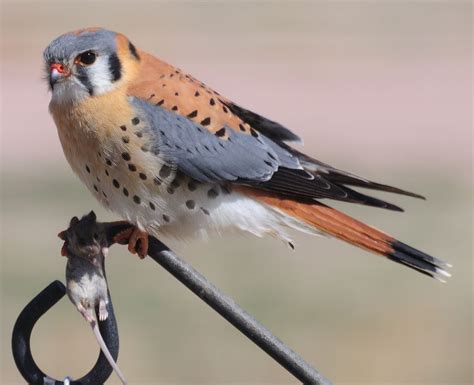 Male American Kestrel - Mmmm...Mouse for lunch | American kestrel, Kestrel, Beautiful birds