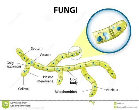 Fungi cell stock vector. Illustration of life, herbal - 49947916 ...