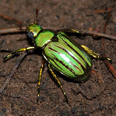 Iridescent green beetle - Chrysina gloriosa - BugGuide.Net