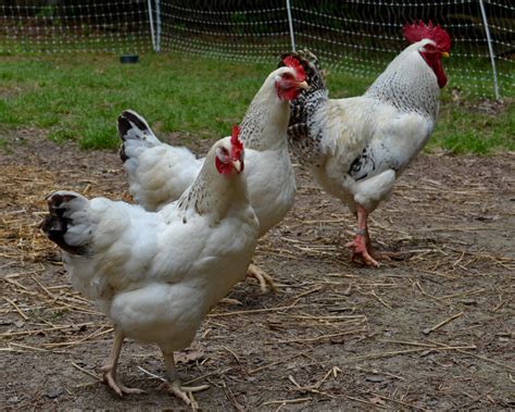 Delaware Chicken - The Livestock Conservancy