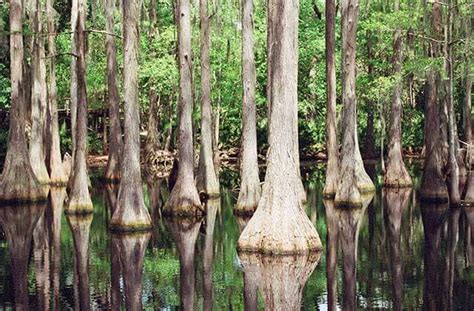 Tallahassee Museum | Historical Buildings, Nature, Animal Exhibits