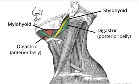 Digastric muscle - Definition and Examples - Biology Online Dictionary