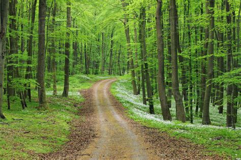 Dirt Road with Ramsons (Allium ursinum) in European Beech Forest in ...