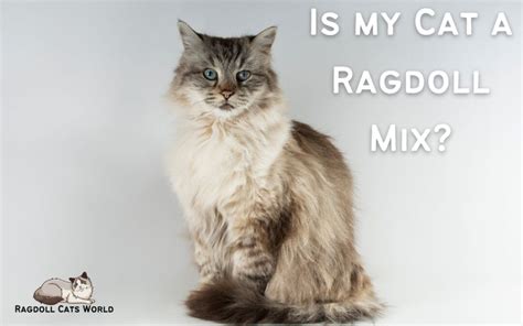 Ragdoll Mix Breeds Archives - Ragdoll Cats World